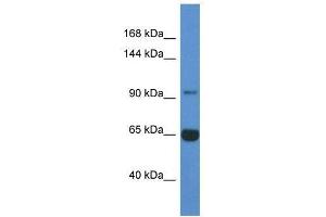 Western Blot showing Man2a2 antibody used at a concentration of 1. (MAN2A2 anticorps  (N-Term))