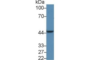 Western blot analysis of Rat Liver lysate, using Human PDK1 Antibody (5 µg/ml) and HRP-conjugated Goat Anti-Rabbit antibody (