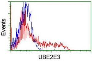 Image no. 2 for anti-Ubiquitin-Conjugating Enzyme E2E 3 (UBE2E3) antibody (ABIN1501621) (UBE2E3 anticorps)