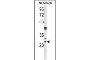 Western blot analysis of CCNB1IP1 Antibody in NCI-H460 cell line lysates (35ug/lane) (CCNB1IP1 anticorps  (C-Term))
