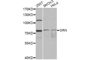 Western blot analysis of extracts of various cell lines, using GRN antibody (ABIN6292502) at 1:1000 dilution. (Granulin anticorps)