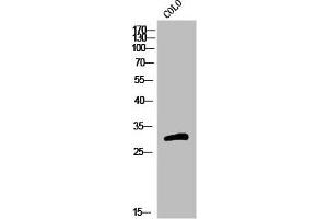 Western Blot analysis of COLO cells using Olfactory receptor 5H15 Polyclonal Antibody