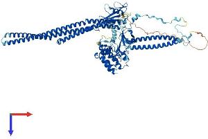 AlphaFold protein structure predicition of Human Recombinant FER Protein, UniprotID P16591