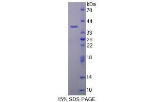SDS-PAGE (SDS) image for Aminoadipate Aminotransferase (AADAT) (AA 99-425) protein (His tag) (ABIN4990070) (AADAT Protein (AA 99-425) (His tag))
