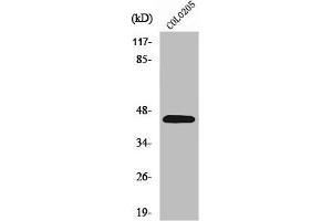 Western Blot analysis of COLO205 cells using PKR1 Polyclonal Antibody (Prokineticin Receptor 1 anticorps  (N-Term))