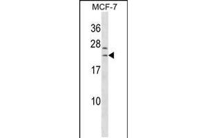 Western blot analysis in MCF-7 cell line lysates (35ug/lane). (SAP30L anticorps  (AA 106-134))