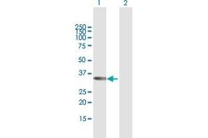 Western Blot analysis of TBX20 expression in transfected 293T cell line by TBX20 MaxPab polyclonal antibody. (TBX20 anticorps  (AA 1-297))