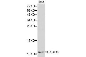 Western Blotting (WB) image for anti-Chemokine (C-X-C Motif) Ligand 10 (CXCL10) (AA 20-98) antibody (ABIN6218547) (CXCL10 anticorps  (AA 20-98))