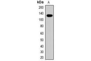 Western blot analysis of Collagen 4 alpha 1 expression in mouse brain (A) whole cell lysates.