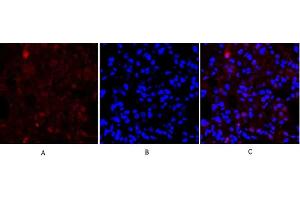 Immunofluorescence analysis of rat lung tissue.