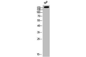Western Blot analysis of Rat cells using Phospho-IRS-1 (S794) Polyclonal Antibody