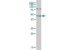 PNPLA1 MaxPab polyclonal antibody.