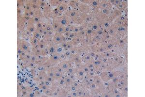 Used in DAB staining on fromalin fixed paraffin- embedded liver tissue (GP2 anticorps  (AA 307-512))