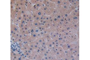 Used in DAB staining on fromalin fixed paraffin- embedded liver tissue (GP2 anticorps  (AA 307-512))