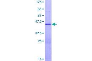 Image no. 1 for ArfGAP with FG Repeats 2 (AGFG2) (AA 1-155) protein (GST tag) (ABIN1344561)