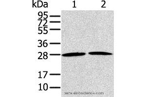 Western blot analysis of NIH/3T3 and A431 cell, using RRAS2 Polyclonal Antibody at dilution of 1:200
