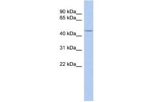 WB Suggested Anti-SIRT7 Antibody Titration:  0. (SIRT7 anticorps  (Middle Region))