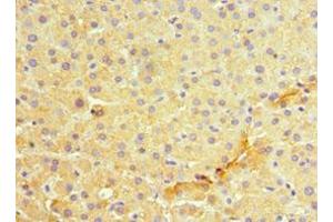Immunohistochemistry of paraffin-embedded human liver tissue using ABIN7159417 at dilution of 1:100 (MANF anticorps  (AA 25-182))