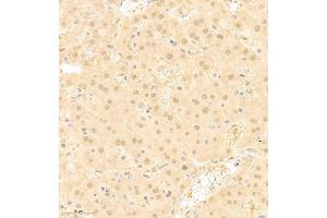 Immunohistochemistry of paraffin embedded mouse liver using RAPGEF5 (ABIN7075365) at dilution of 1:700 (300x lens) (GFR anticorps)