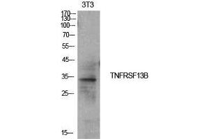 Western Blot (WB) analysis of NIH-3T3 cells using CD267 Polyclonal Antibody. (TACI anticorps  (Internal Region))