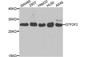 Western blot analysis of extracts of various cell lines, using GTF2F2 antibody. (GTF2F2 anticorps)