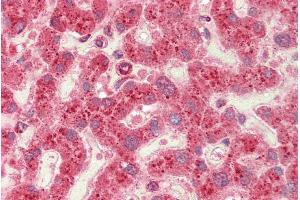 ABIN625820 (5µg/ml) staining of paraffin embedded Human Liver.