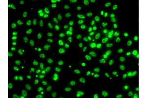 Immunofluorescence analysis of A549 cells using CSRNP1 antibody. (AXUD1 anticorps)