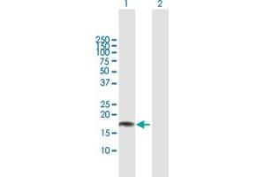 Western Blot analysis of CLDN1 expression in transfected 293T cell line by CLDN1 MaxPab polyclonal antibody. (Claudin 1 anticorps  (AA 1-211))