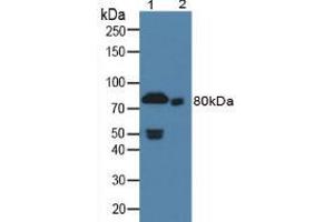 Figure. (Prothrombin anticorps  (AA 201-323))