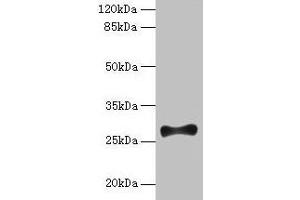 Western blot All lanes: FGF13 antibody at 12 μg/mL + Mouse brain tissue Secondary Goat polyclonal to rabbit IgG at 1/10000 dilution Predicted band size: 28, 22, 29, 23, 26 kDa Observed band size: 28 kDa (FGF13 anticorps  (AA 1-245))