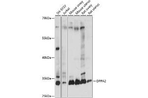 Western blot analysis of extracts of various cell lines, using DPP antibody (ABIN7266743) at 1:1000 dilution. (DPPA2 anticorps  (AA 1-200))