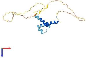 AlphaFold protein structure predicition of Mouse Recombinant Hes3 Protein, UniprotID Q61657