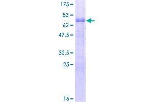 Image no. 1 for CAMP Responsive Element Binding Protein 3-Like 4 (CREB3L4) (AA 1-395) protein (GST tag) (ABIN1350300)