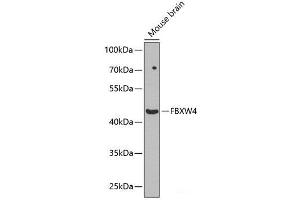Western blot analysis of extracts of Mouse brain using FBXW4 Polyclonal Antibody at dilution of 1:1000. (FBXW4 anticorps)