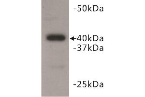 Western Blotting (WB) image for anti-BMI1 Polycomb Ring Finger Oncogene (BMI1) antibody (ABIN1854963) (BMI1 anticorps)