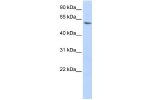 Western Blotting (WB) image for anti-LSM14A, SCD6 Homolog A (LSM14A) antibody (ABIN2459875) (LSM14A anticorps)