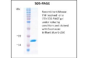 SDS-PAGE (SDS) image for Tumor Necrosis Factor alpha (TNF alpha) (Active) protein (ABIN5509393) (TNF alpha Protéine)