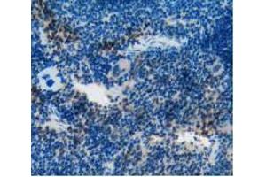 IHC-P analysis of Mouse Spleen Tissue, with DAB staining. (CD55 anticorps  (AA 47-286))