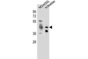 Western Blotting (WB) image for anti-Growth Hormone Secretagogue Receptor (GHSR) antibody (ABIN2996415) (GHSR anticorps)