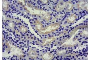 ABIN870680 (10µg/ml): Staining of paraffin embedded Rat Kidney.