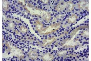 ABIN870680 (10µg/ml): Staining of paraffin embedded Rat Kidney. (SLC5A1 anticorps  (Internal Region))