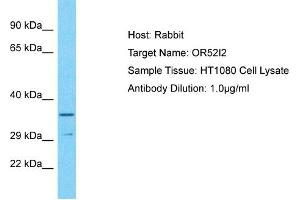 Host: Rabbit Target Name: OR52I2 Sample Type: HT1080 Whole Cell lysates Antibody Dilution: 1. (OR52I2 anticorps  (N-Term))