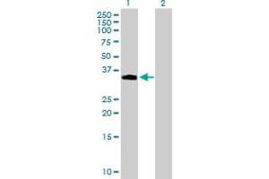 Western Blot analysis of NDFIP2 expression in transfected 293T cell line by NDFIP2 MaxPab polyclonal antibody. (NDFIP2 anticorps  (AA 1-242))