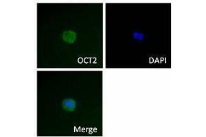 Immunofluorescence (IF) image for anti-POU domain, class 2, transcription factor 2 (POU2F2) antibody (ABIN2665310)