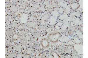 Immunoperoxidase of monoclonal antibody to TRAF4 on formalin-fixed paraffin-embedded human salivary gland.