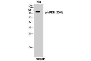 Western Blotting (WB) image for anti-MRE11 Meiotic Recombination 11 Homolog A (S. Cerevisiae) (MRE11A) (pSer264) antibody (ABIN3182290) (Mre11 anticorps  (pSer264))