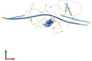 AlphaFold protein structure predicition of Mouse Recombinant Fkbp15 Protein, UniprotID Q6P9Q6