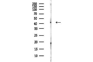 Western blot analysis of lysates from Hela cells(heat-shock,45 min treatment), using NME7 Antibody at 1/1000 dilution.
