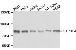 Western blot analysis of extracts of various cell lines, using GTPBP4 antibody (ABIN1872921) at 1:1000 dilution. (GTPBP4 anticorps)