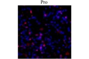 Image no. 2 for anti-Collagen, Type I (COL1) antibody (ABIN372599)